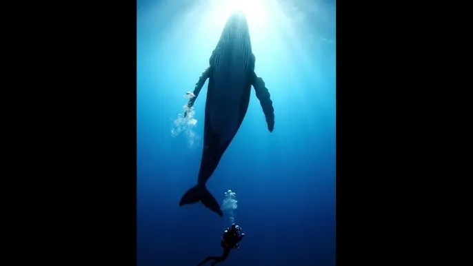 春药是什么 - 深蓝星球：探索海洋深处的未知世界